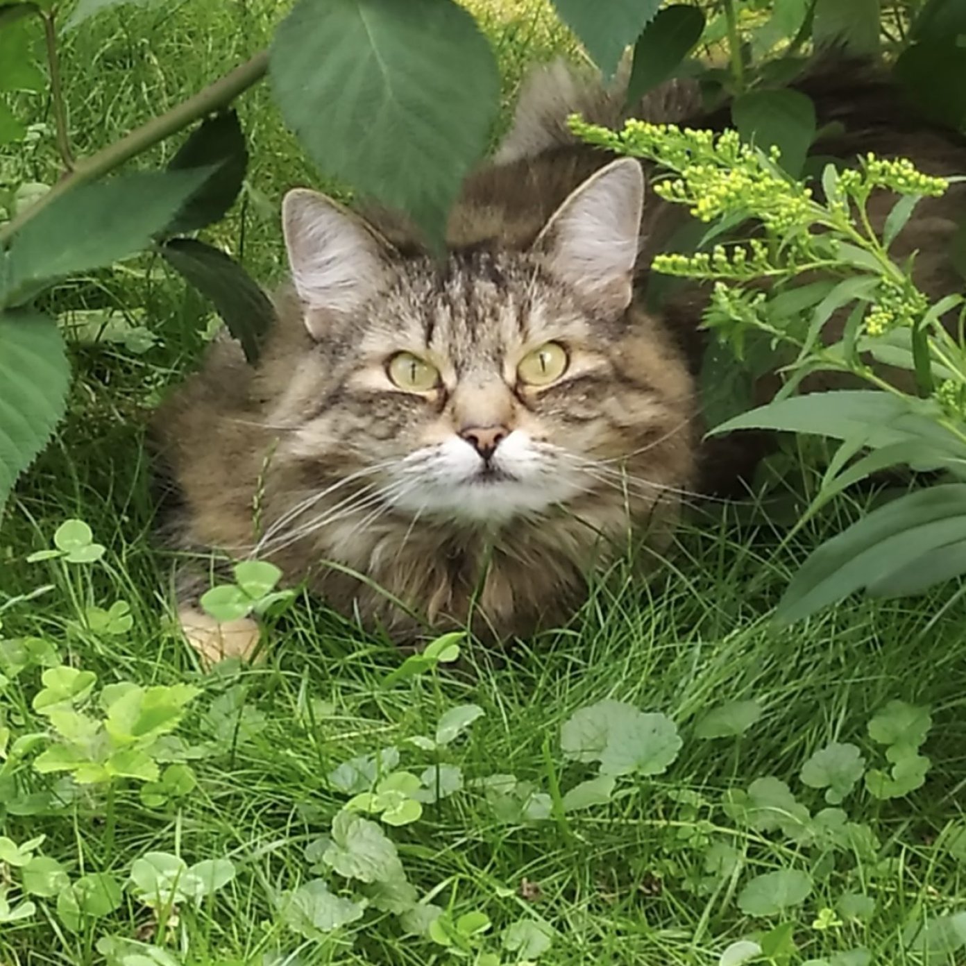 Langhaarkatze Chilli liegt im Grünen zwischen Blättern und blickt aufmerksam in die Kamera
