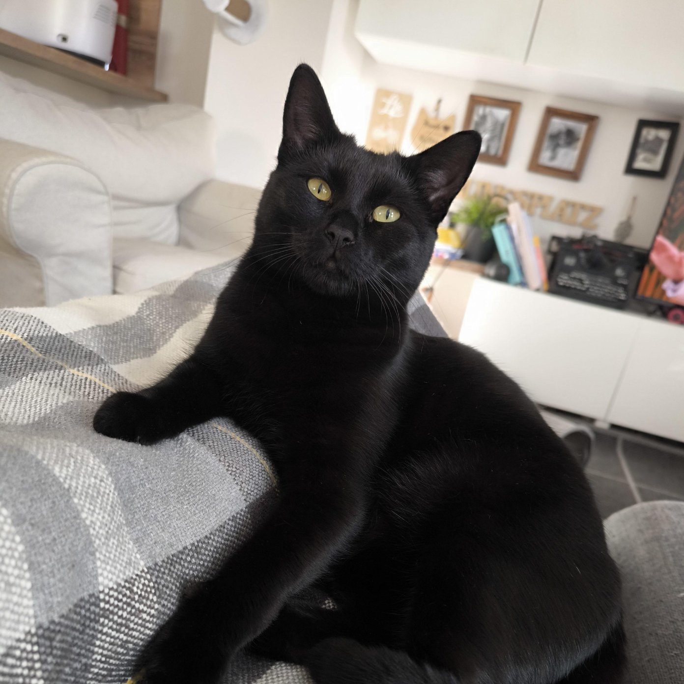 Schwarze Katze Lilly liegt auf einer karierten Decke im Wohnzimmer und schaut nach oben