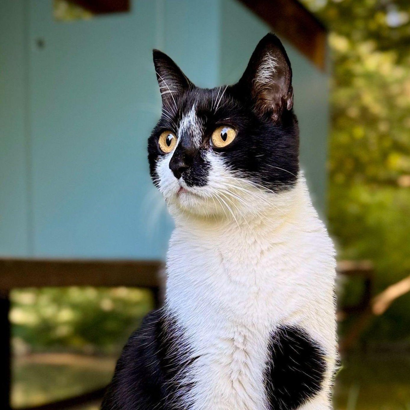 Katze Toffi im Porträt vor einer türkisfarbenen Holzwand, aufmerksam zur Seite blickend