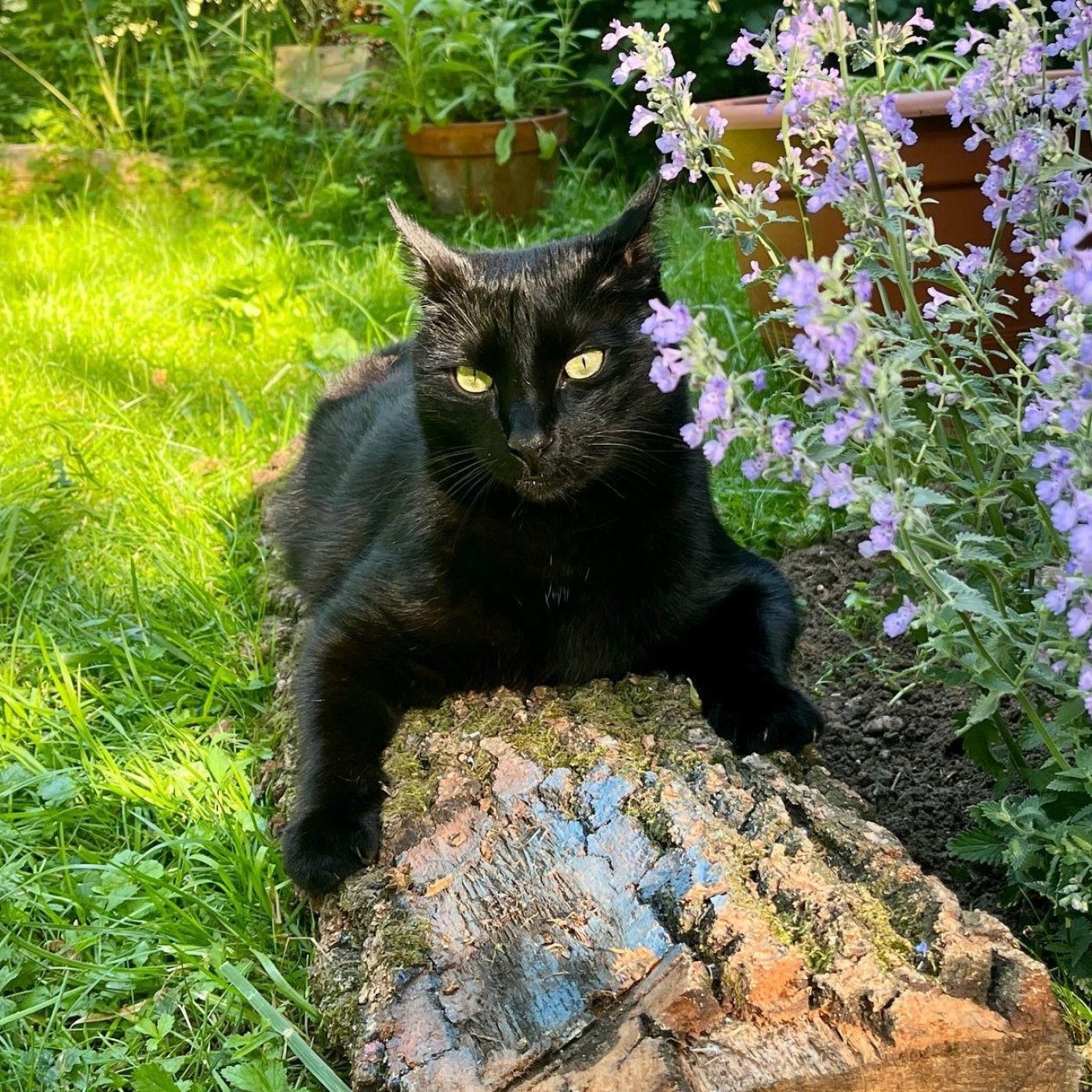 Kater Cappo liegt auf einem Baumstumpf im Garten, daneben lila blühende Stauden