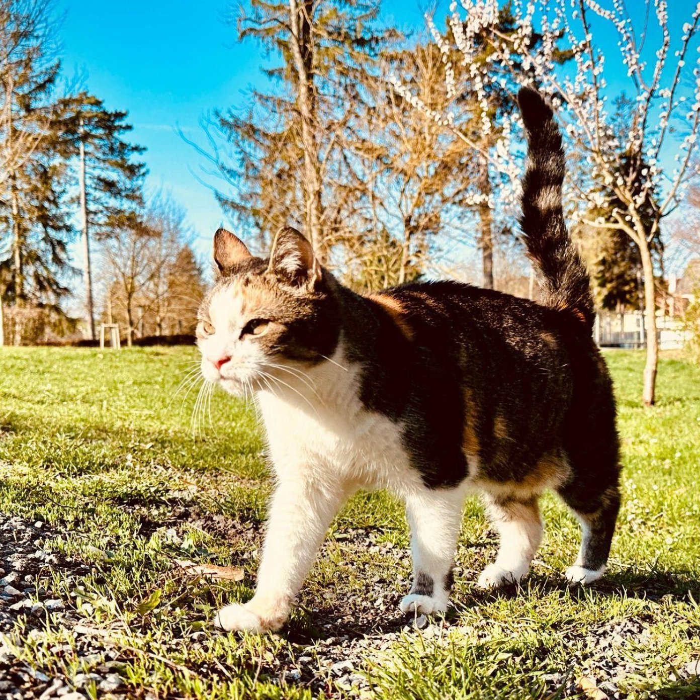 Katze Mädi, getigert mit weißer Brust, läuft mit erhobenem Schwanz über eine Frühlingswiese